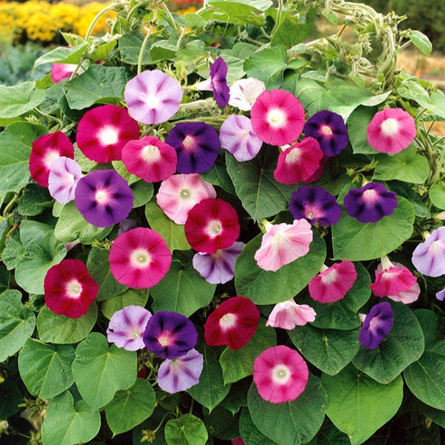 Morning Glory Tricolor Formula 15 Seeds