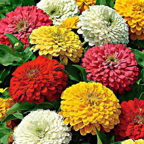 Zinnia Super Yoga Mix 20+ Seeds