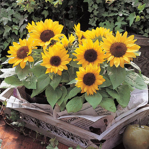 Sunflower Yellow Pygmy Dwarf 15 Seeds