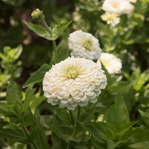 F1 Zinnia Elegans White Dwarf 20 Seeds