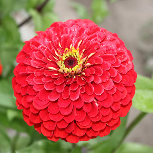 F1 Zinnia Elegans Red Dwarf 20 Seeds