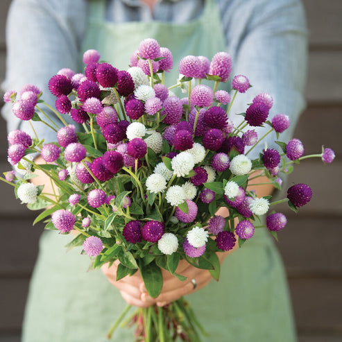 Gomphrena Tall Mix 50+ Seeds