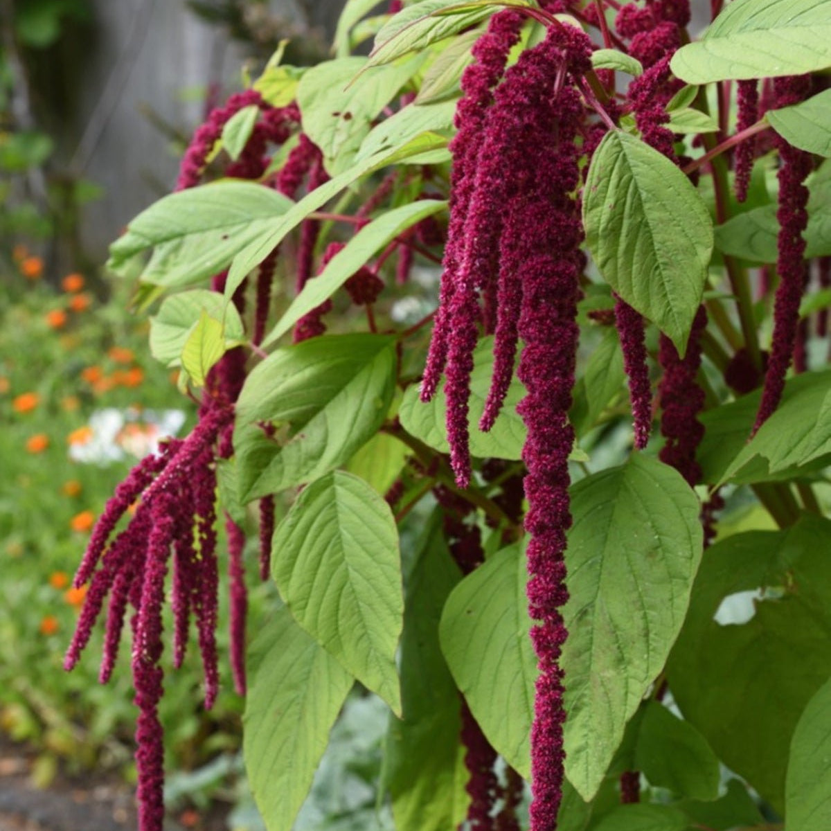 Amaranthus Love Bleeding 50+ Seeds