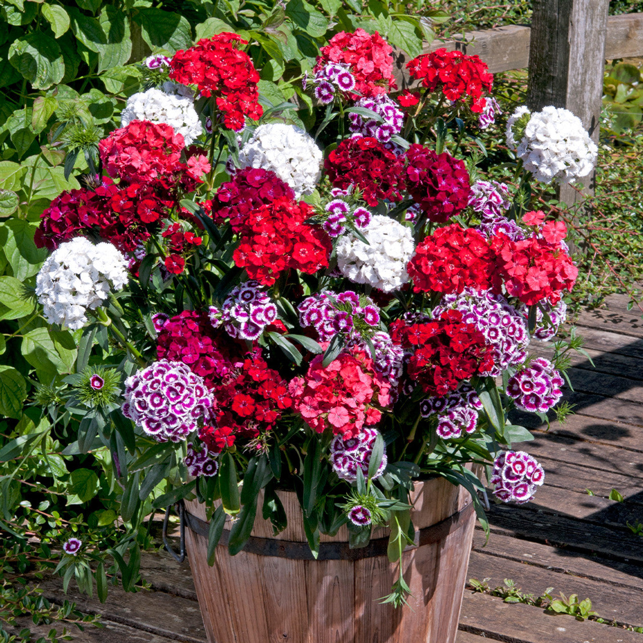 Imported Dianthus Tall 20+ Seeds