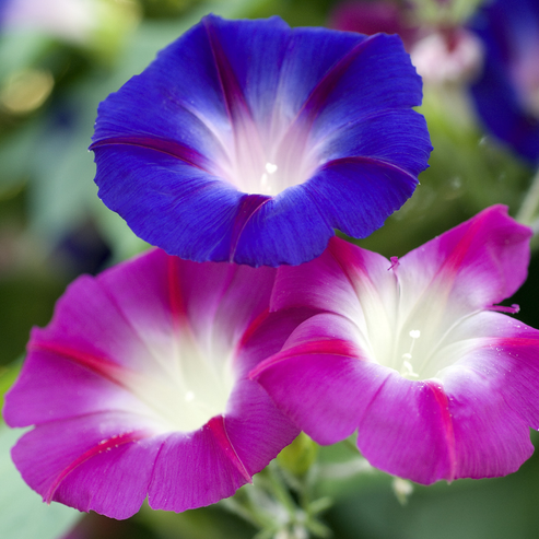 Morning Glory Tricolor Formula 15 Seeds