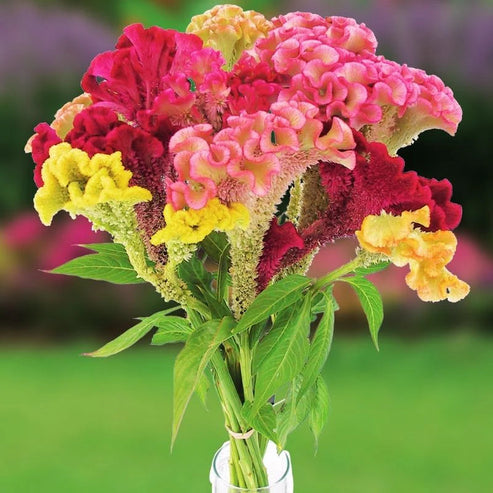 Celosia Cristata Cockscomb Tall 50+ Seeds