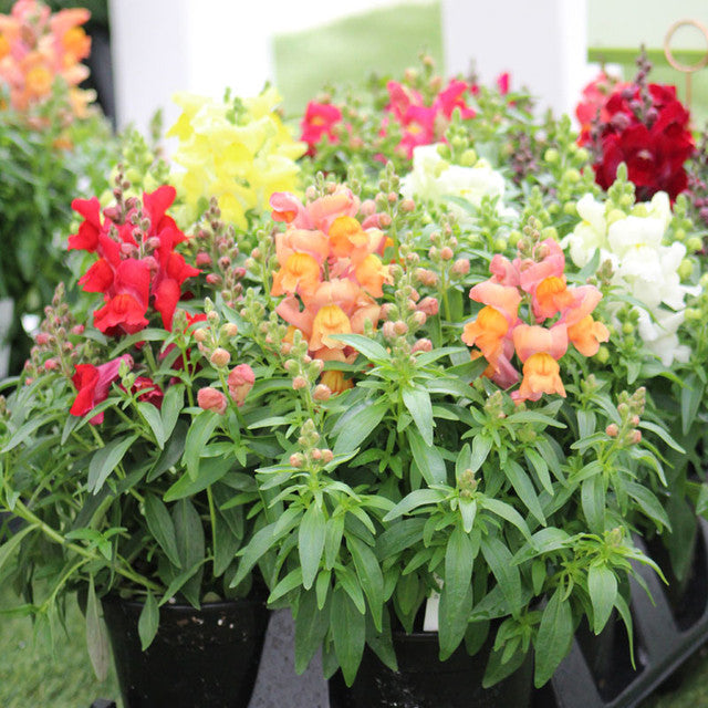 Imported Snapdragon (Anthurium) Mix 20+Seeds