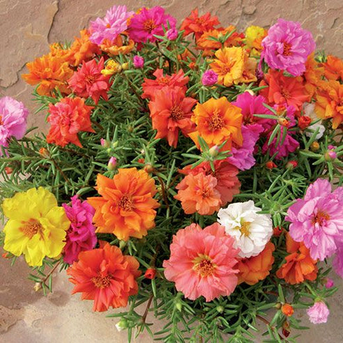 Portulaca Grandiflora Mix 100+ Seeds