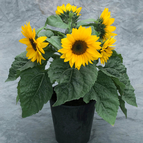 Sunflower Yellow Pygmy Dwarf 15 Seeds