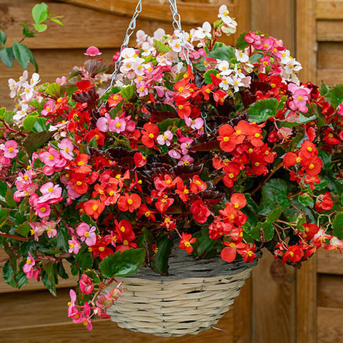 Begonia semperflorens Mix 200+ Seeds