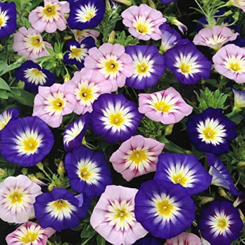 Convolvulus tricolor Minor Mix 20 Seeds