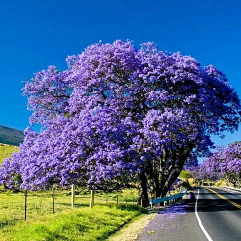 Jacaranda Tree 15 Seeds