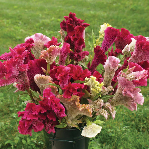 Celosia Cristata Cockscomb Tall 50+ Seeds