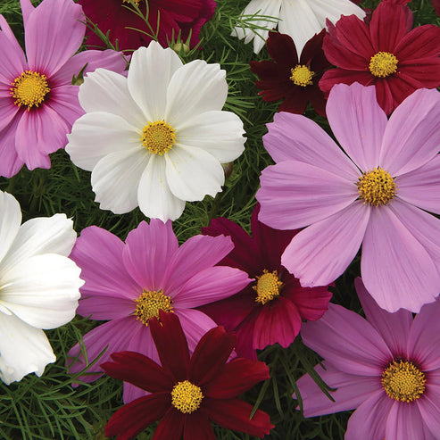 Cosmos Early Summer 20+ Seeds