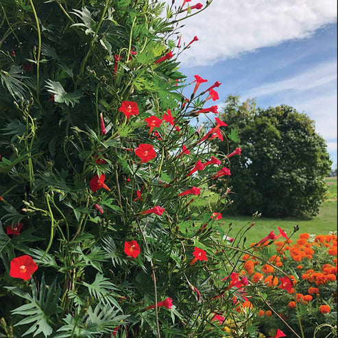 Cypress Vine 20+ Seeds