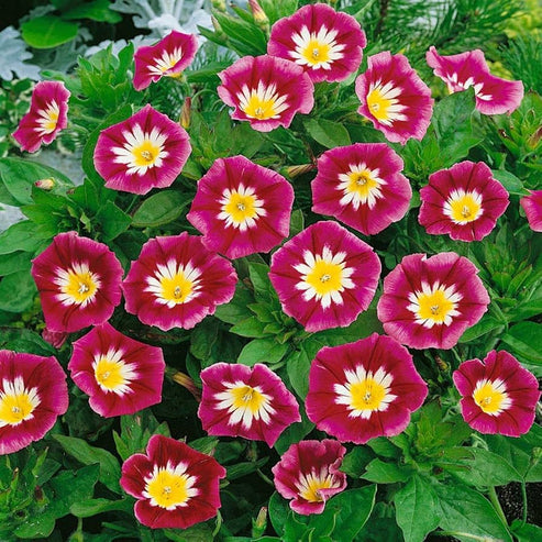 Convolvulus tricolor Minor Red 50+ Seeds