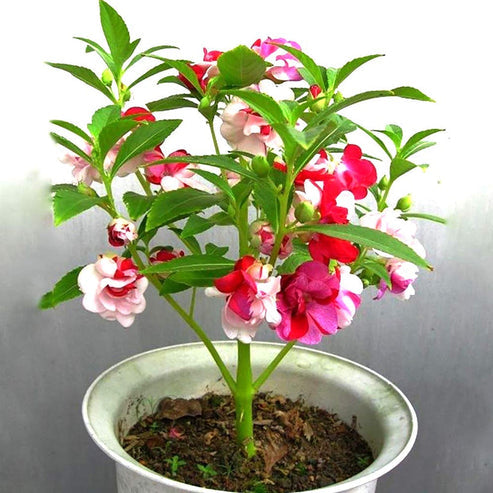 Impatiens Tom Thumb Dwarf 20 Seeds