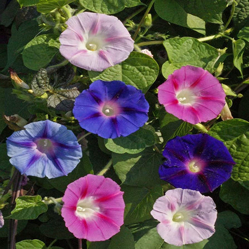 Morning Glory Field Grown Mix 15 Seeds