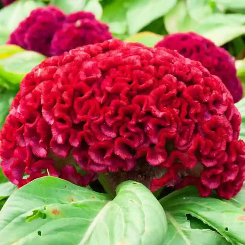 Celosia Cristata Cockscomb Cherry Red Dwarf 50+ Seeds