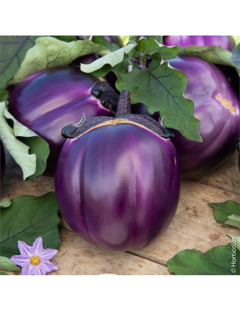 Hortus Aubergine Viola 7gm