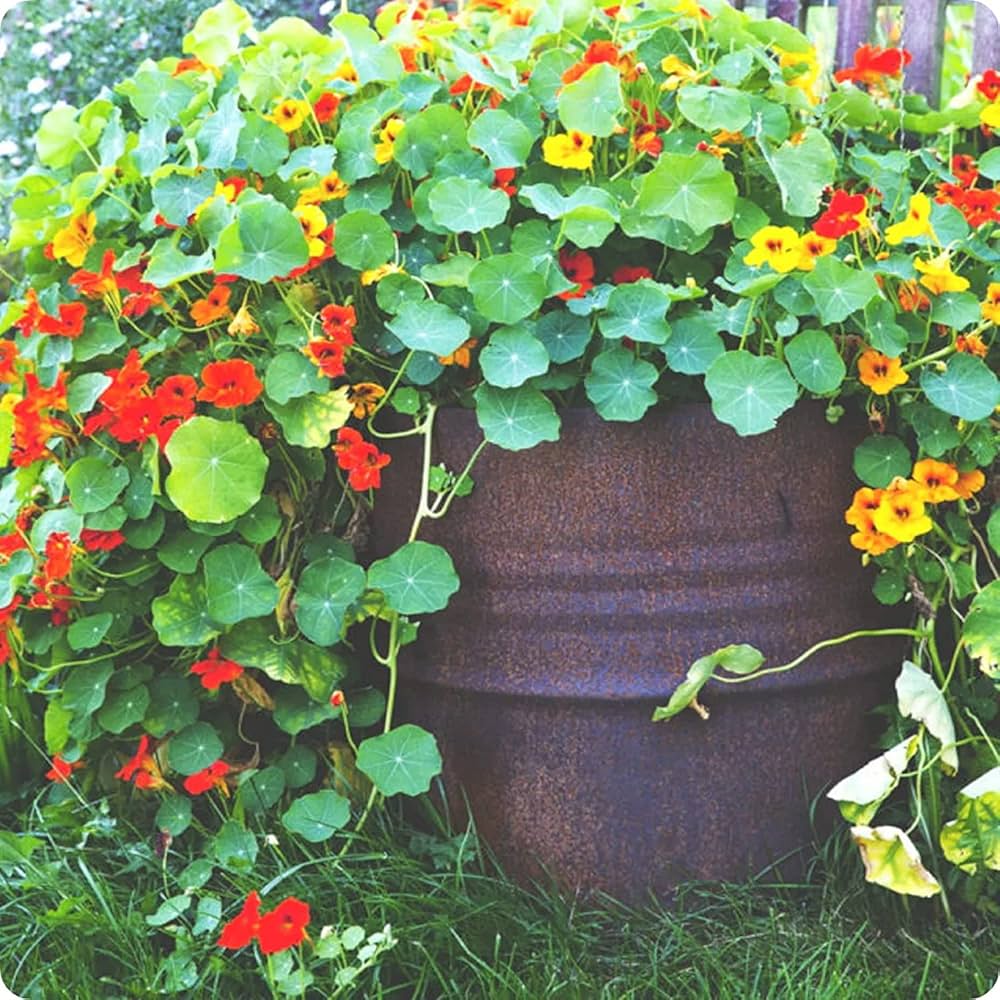 Imported Nasturtium Mix 10 Seeds