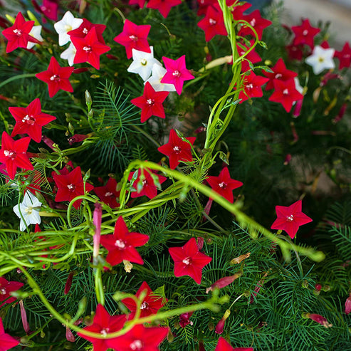 Cypress Vine 20+ Seeds