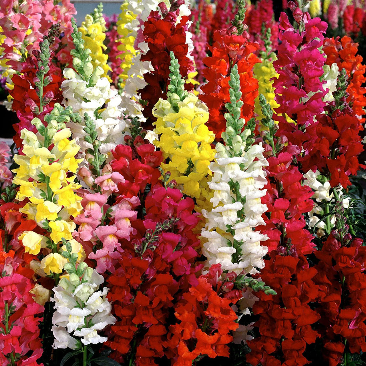 Imported Snapdragon (Anthurium) Mix 20+Seeds