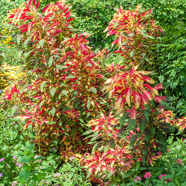 Amaranthus Tricolor 50+ Seeds