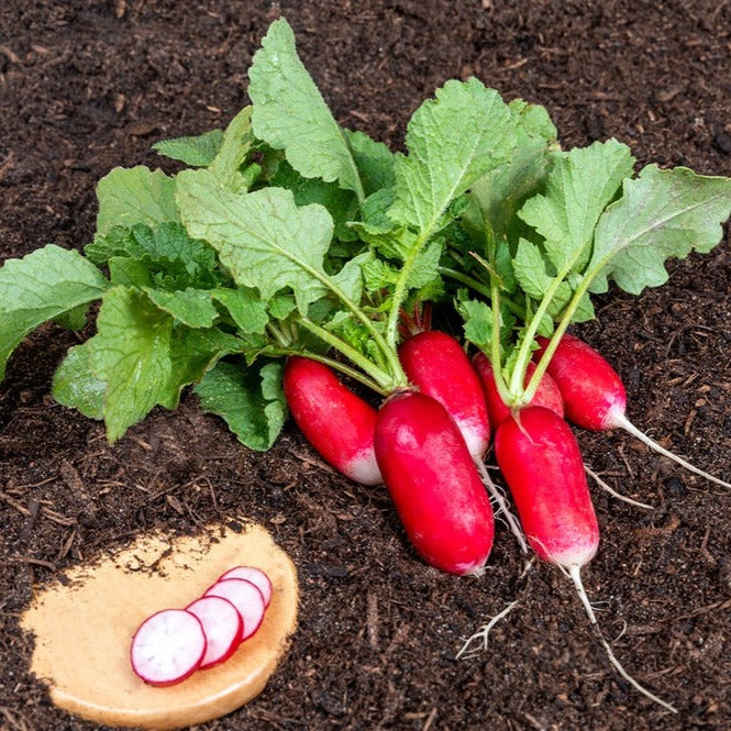 Flambyont Radish 30+ Seeds