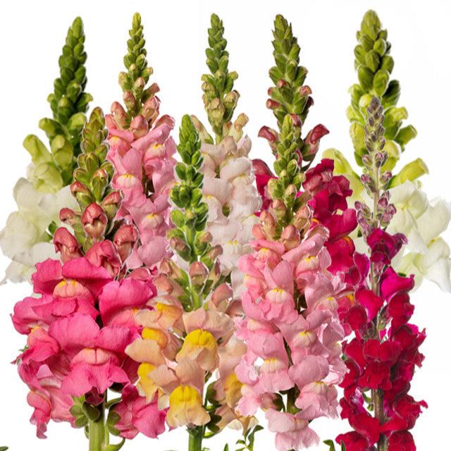 Imported Snapdragon (Anthurium) Mix 20+Seeds