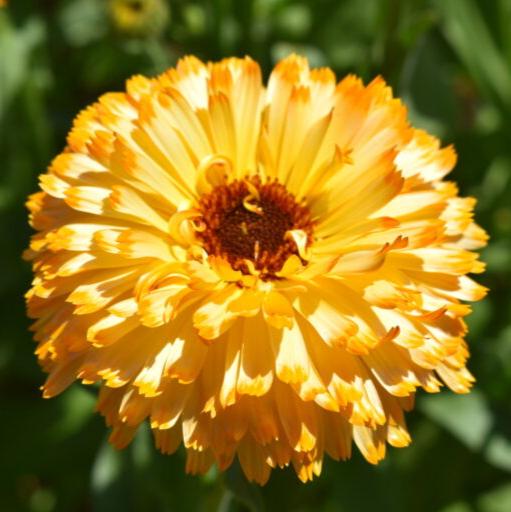 Imported Calendula Apricot 20+ Seeds