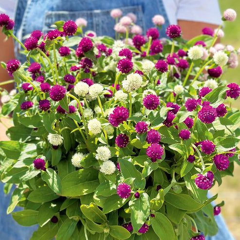 Gomphrena Tall Mix 50+ Seeds