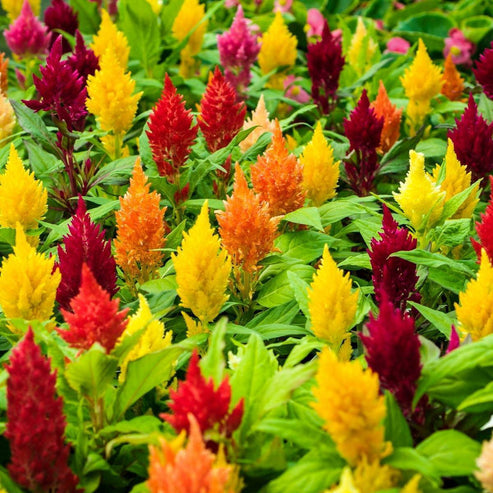 Celosia Pulmosa Dwarf Mix 50+ Seeds