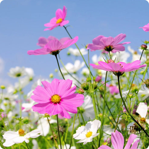 Cosmos Early Summer 20+ Seeds