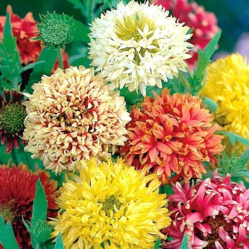 Gaillardia Double Mix 20+ Seeds