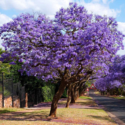 Jacaranda Tree 15 Seeds