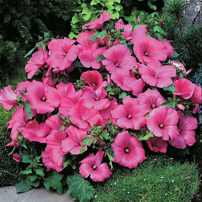 Lavatera Trimestris Love Lines 30+ Seeds