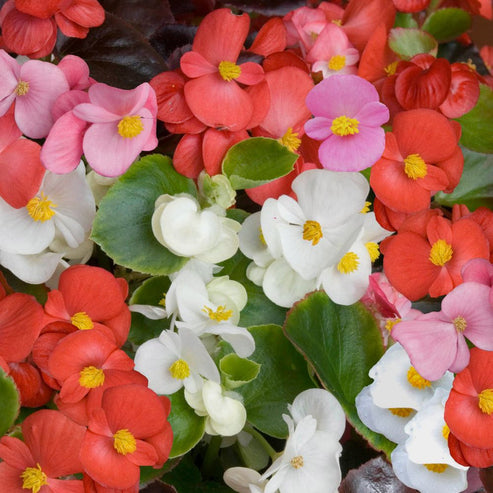 Begonia semperflorens Mix 200+ Seeds