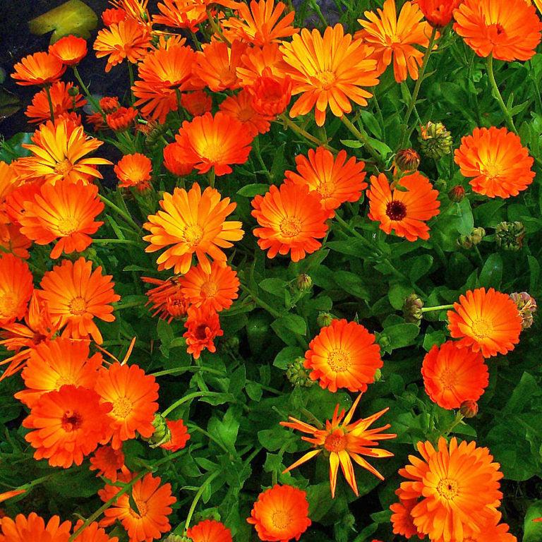 Imported Calendula Green Heart 20+ Seeds