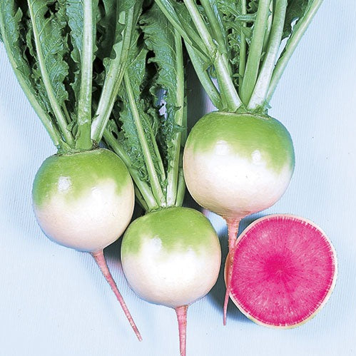 Red Meat Radish 30+ Seeds