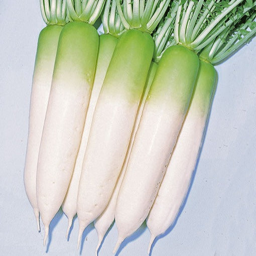 F1 Hybrid Green Neck Radish 100+ Seeds