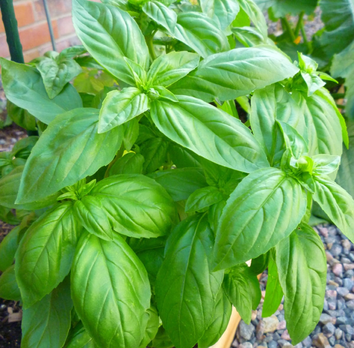 Imported Sweet Basil 40+ Seeds