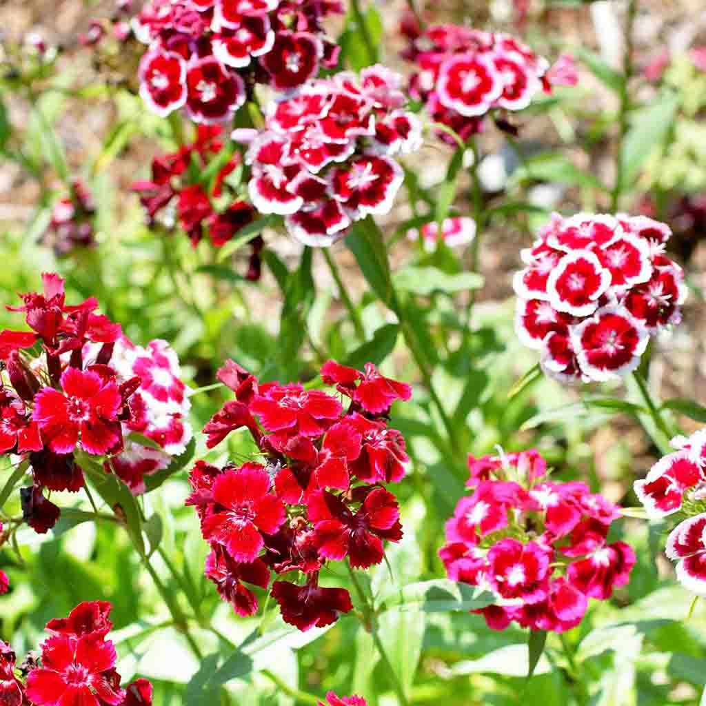 Imported Dianthus Tall 20+ Seeds