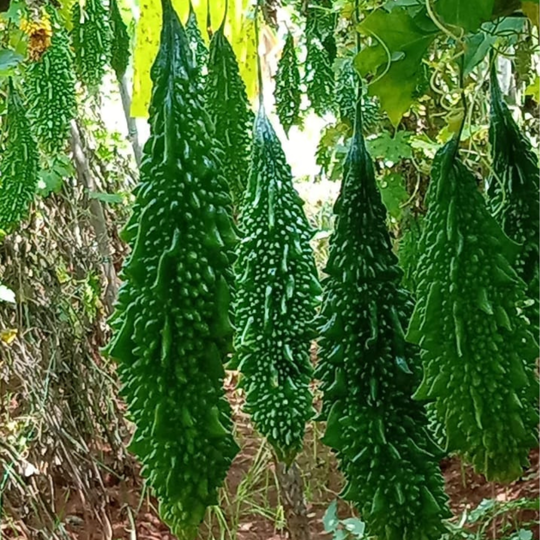 F1 Hybrid Paale Bitter Gourd 8 Seeds