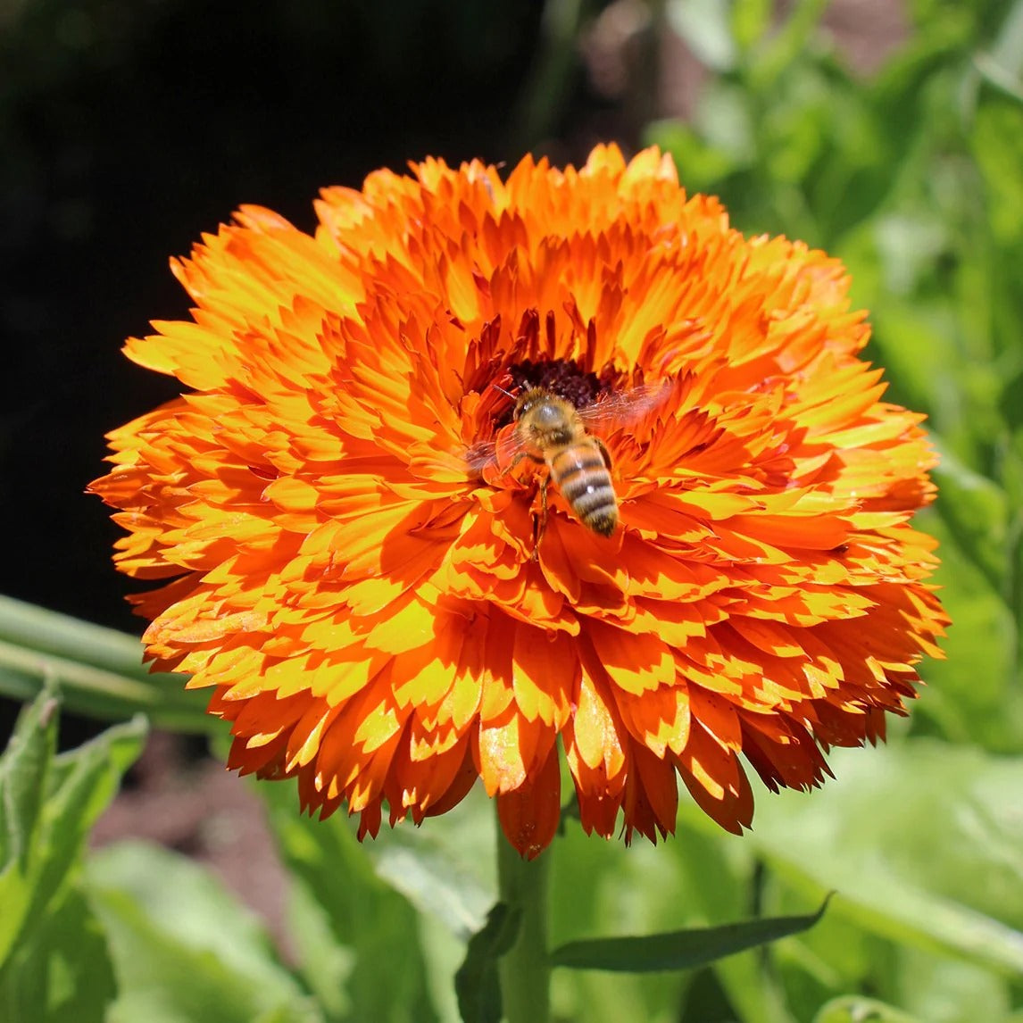 Imported Calendula Green Heart 20+ Seeds