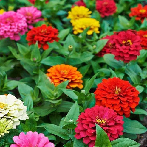 Zinnia Elegans Dahlia Mix 20+ Seeds