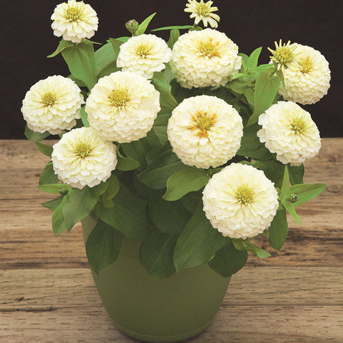 F1 Zinnia Elegans White Dwarf 20 Seeds