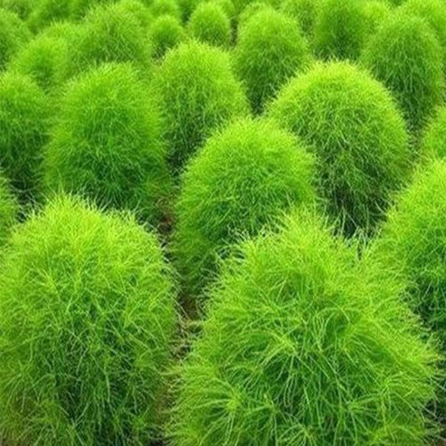 Kochia Bush 30+ Seeds