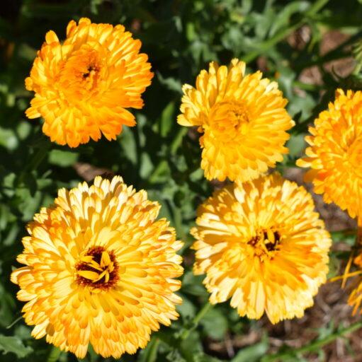 Imported Calendula Apricot 20+ Seeds