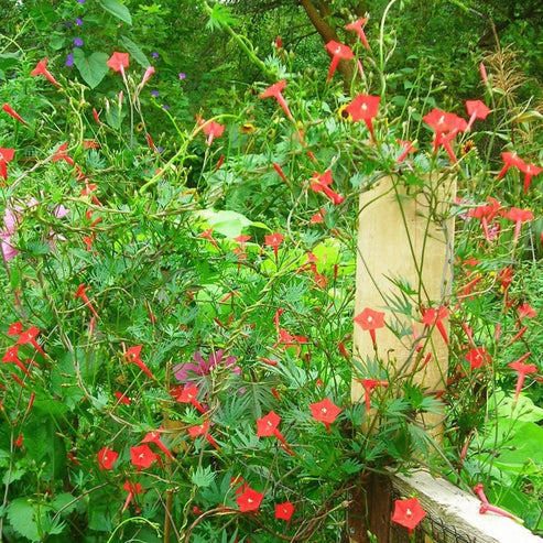 Cypress Vine 20+ Seeds